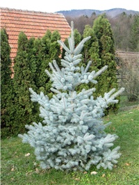 32f2c0c9-picea pungens edith.JPG